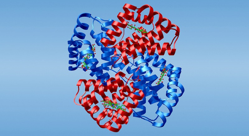 klinicheskij_analiz_krovi_gemoglobin